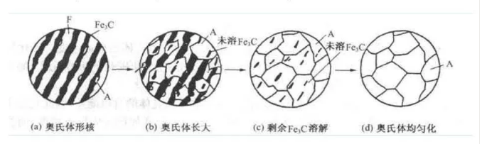 奥氏体形变过程